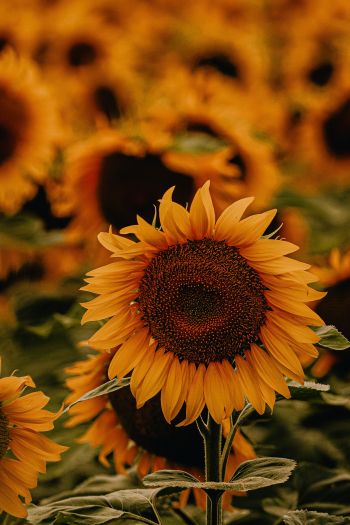 Sunflower Wallpaper 640x960