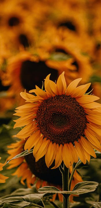 Sunflower Wallpaper 1080x2220