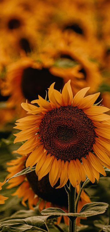 Sunflower Wallpaper 1080x2280