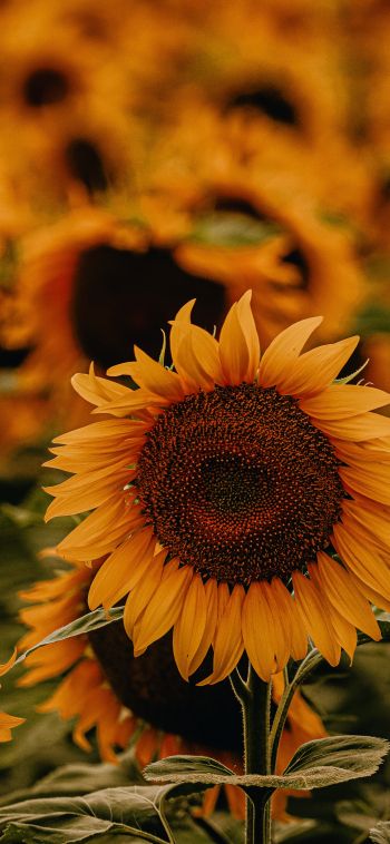 Sunflower Wallpaper 1080x2340