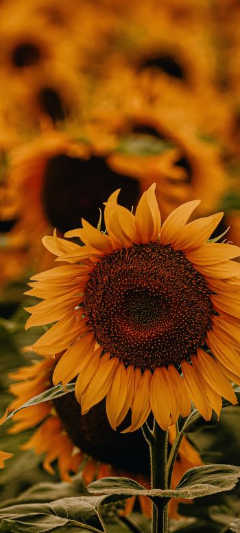Sunflower Wallpaper 1080x2400