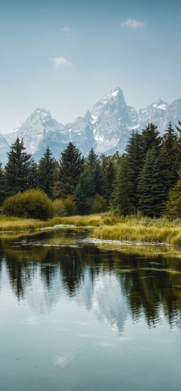 Lake in the forest Wallpaper 828x1792