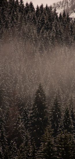 Обои 1080x2280 Зимний лес