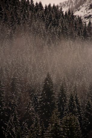 winter forest Wallpaper 3456x5184