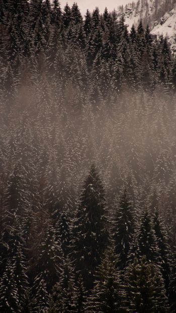 winter forest Wallpaper 640x1136