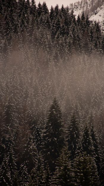 winter forest Wallpaper 2160x3840