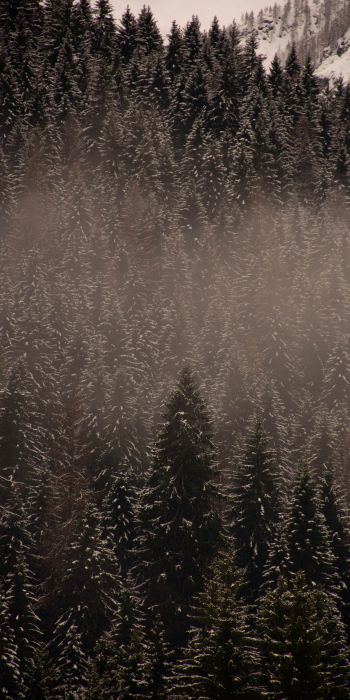 winter forest Wallpaper 720x1440