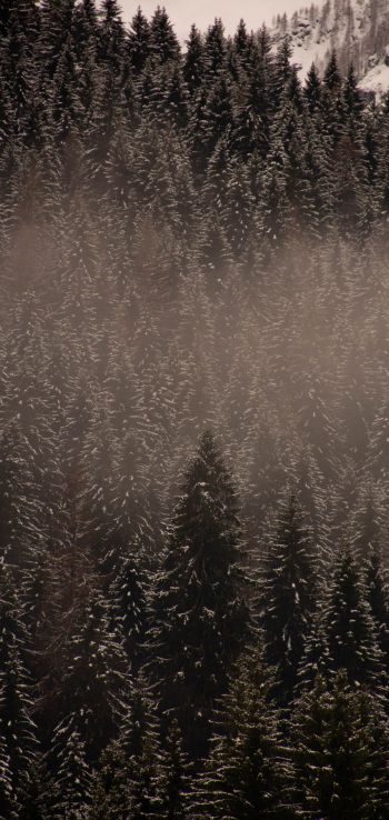 winter forest Wallpaper 1440x3040