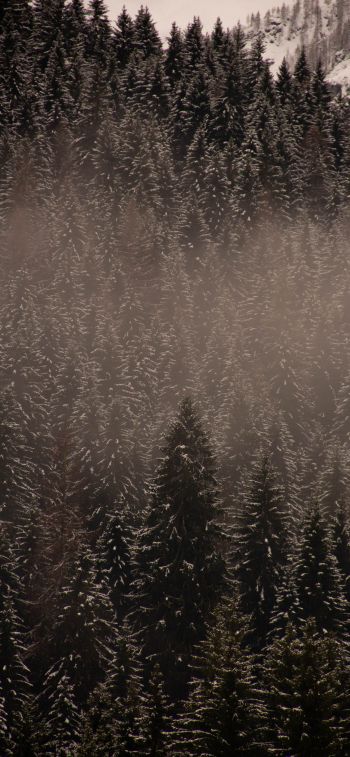 winter forest Wallpaper 1284x2778