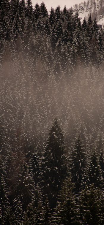 winter forest Wallpaper 1080x2340