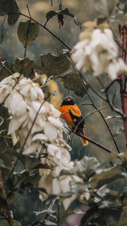 bird in the forest Wallpaper 640x1136