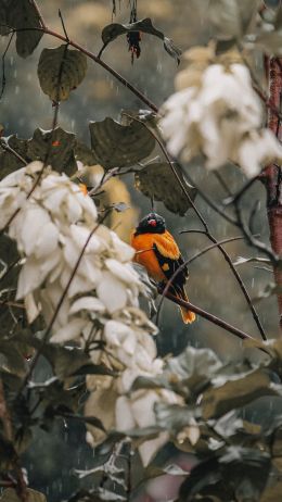bird in the forest Wallpaper 750x1334
