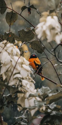 bird in the forest Wallpaper 720x1440