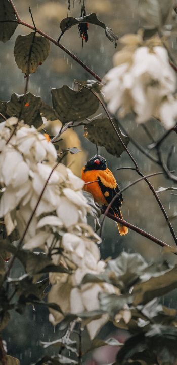 bird in the forest Wallpaper 1440x2960