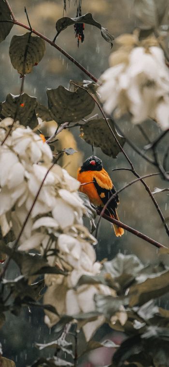 bird in the forest Wallpaper 828x1792