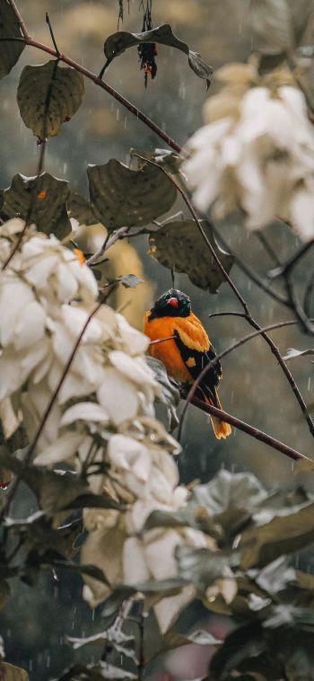 bird in the forest Wallpaper 1080x2340
