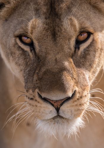 lioness, predator, wildlife Wallpaper 1668x2388