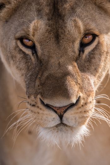 lioness, predator, wildlife Wallpaper 640x960