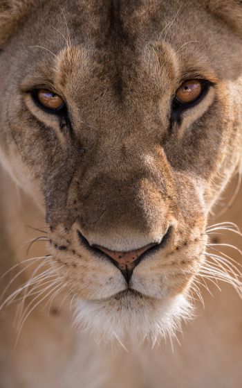 lioness, predator, wildlife Wallpaper 1752x2800
