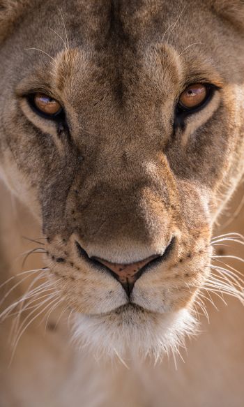 lioness, predator, wildlife Wallpaper 1200x2000