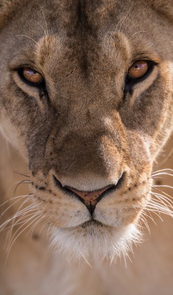 lioness, predator, wildlife Wallpaper 600x1024