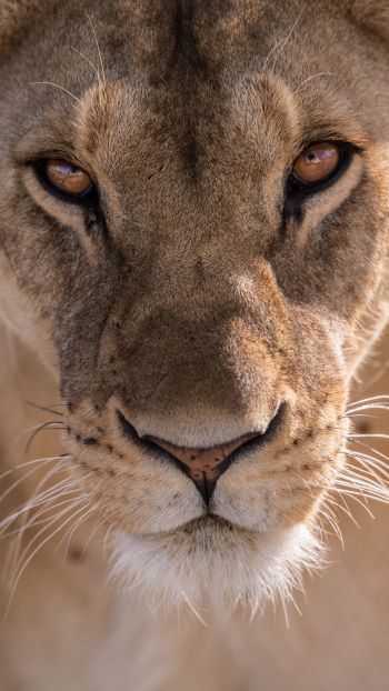 lioness, predator, wildlife Wallpaper 750x1334