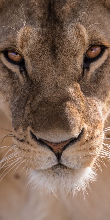 lioness, predator, wildlife Wallpaper 720x1440