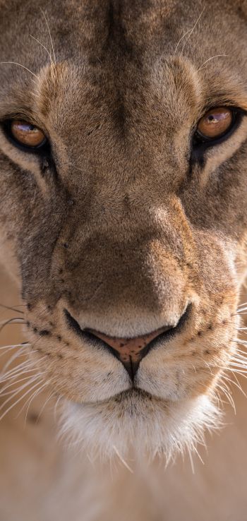 lioness, predator, wildlife Wallpaper 1080x2280