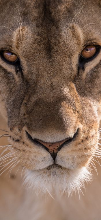 lioness, predator, wildlife Wallpaper 1080x2340
