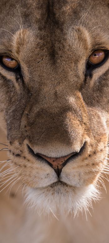 lioness, predator, wildlife Wallpaper 720x1600