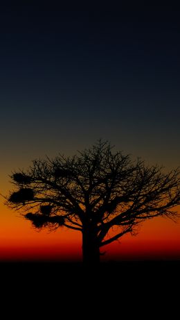 landscape, tree, night Wallpaper 640x1136