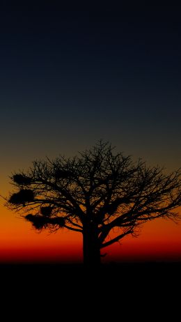 landscape, tree, night Wallpaper 1080x1920