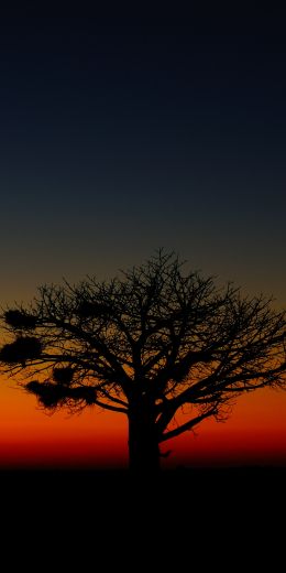 landscape, tree, night Wallpaper 720x1440