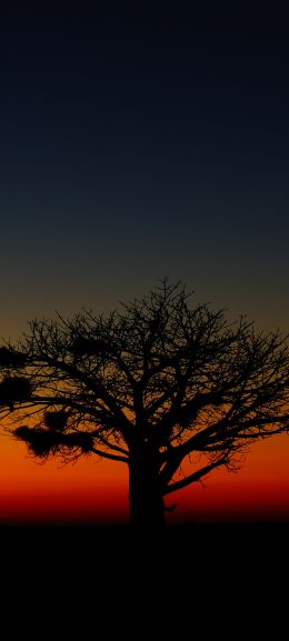 landscape, tree, night Wallpaper 1440x3200