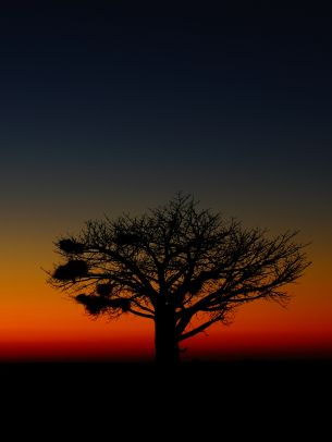 landscape, tree, night Wallpaper 1668x2224