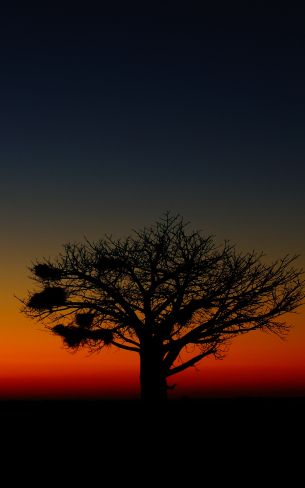 landscape, tree, night Wallpaper 1600x2560