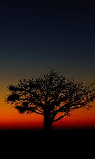 landscape, tree, night Wallpaper 1200x2000