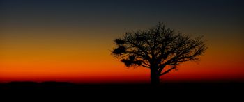landscape, tree, night Wallpaper 2560x1080