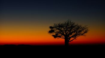 landscape, tree, night Wallpaper 1600x900