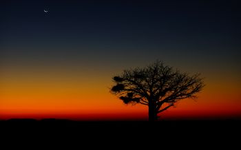 landscape, tree, night Wallpaper 2560x1600