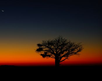 landscape, tree, night Wallpaper 1280x1024