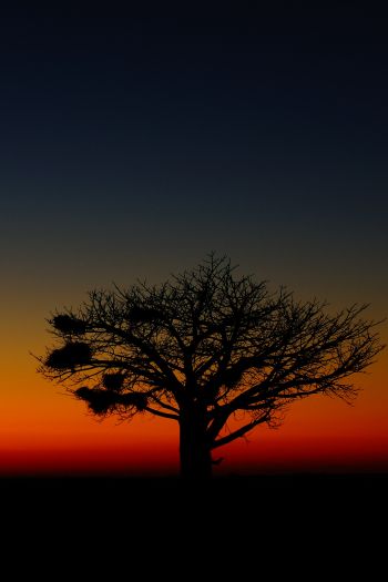 landscape, tree, night Wallpaper 640x960