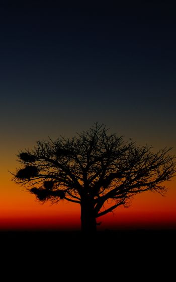 landscape, tree, night Wallpaper 800x1280