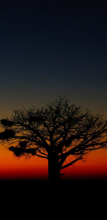 landscape, tree, night Wallpaper 1080x2220