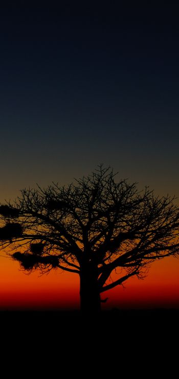landscape, tree, night Wallpaper 1080x2280