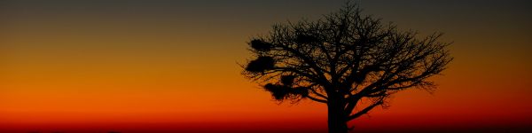 landscape, tree, night Wallpaper 1590x400