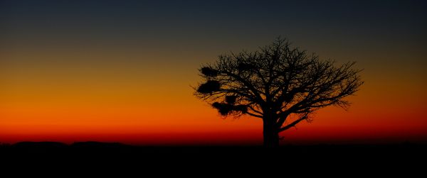 landscape, tree, night Wallpaper 3440x1440