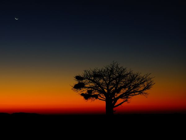 landscape, tree, night Wallpaper 1024x768