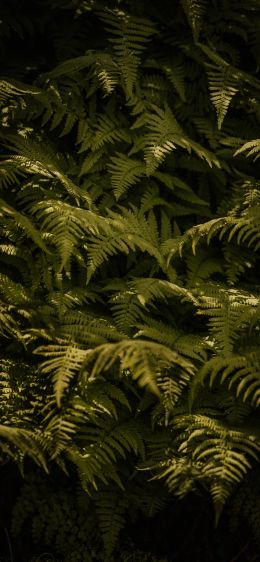 fern, green Wallpaper 828x1792