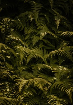 fern, green Wallpaper 1640x2360